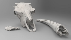 Bison latifrons skull pieces (front)